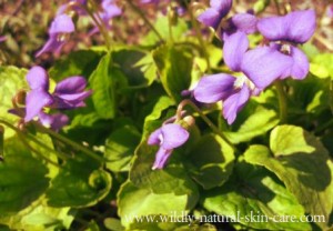 violets for skin care