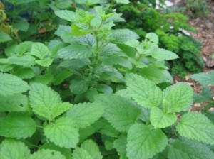 Lemon_balm_2