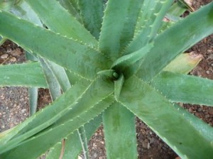 aloevera