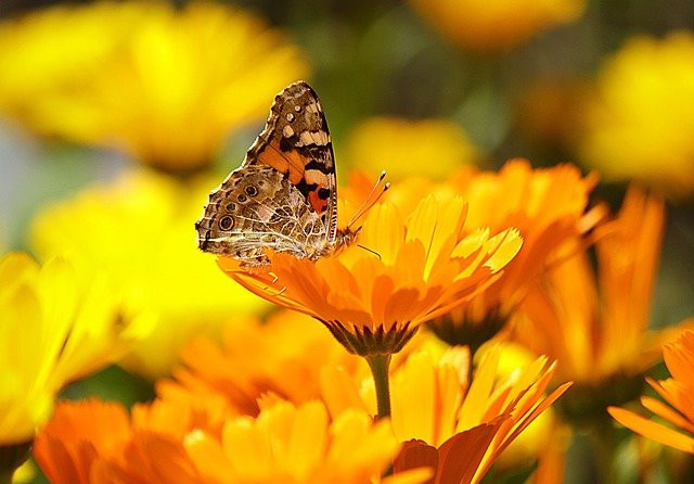 calendula flower