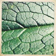 comfrey leaf