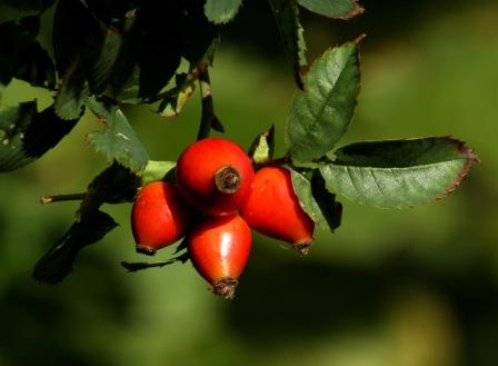 rose hips