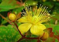 saint john's wort flower