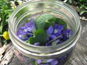 fresh picked violets